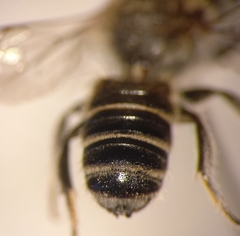 Megachile argentata