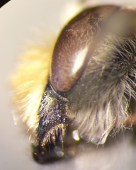 Megachile argentata