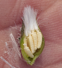 Glyptopleura marginata