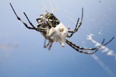 Argiope australis