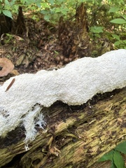 Fuligo septica candida