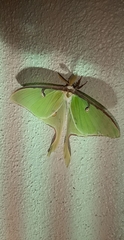 Actias luna