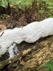 Fuligo septica candida