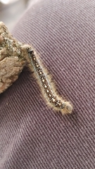 Malacosoma disstria