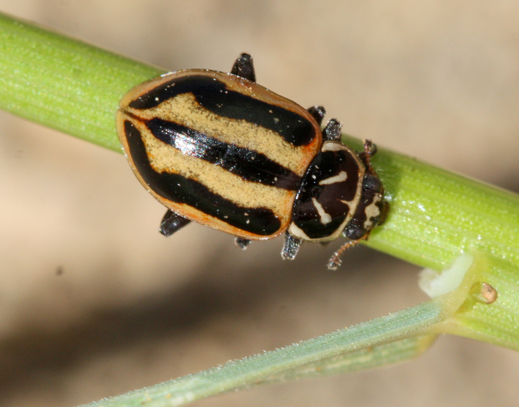 sinuate lady beetle