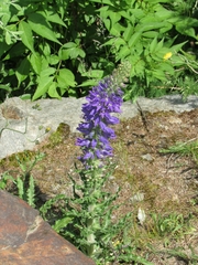 Campanula spicata