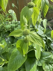 Phlomideae