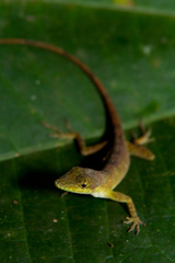 Anolis umbrivagus