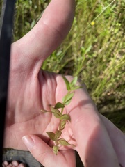 Lindernia anagallidea