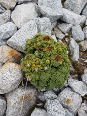 Werneria dactylophylla