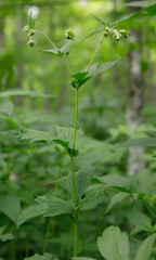 Geum geniculatum