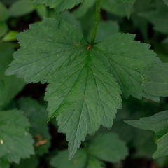 Geum geniculatum