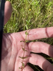 Lindernia anagallidea