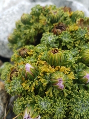 Werneria dactylophylla