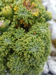 Werneria dactylophylla