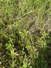 Lindernia anagallidea