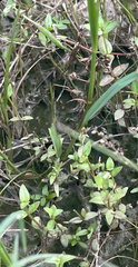 Lindernia anagallidea