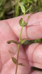 Lindernia anagallidea