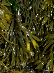 Pelvetiopsis limitata