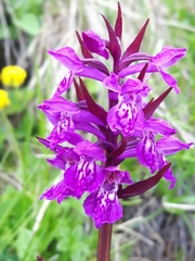 Dactylorhiza lapponica