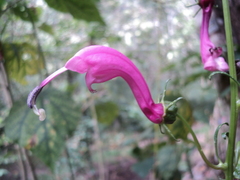Centropogon urubambae