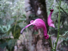 Centropogon urubambae