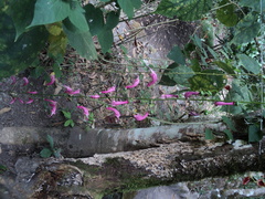 Centropogon urubambae