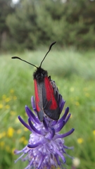 Zygaena purpuralis