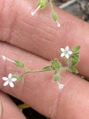 Allophyllum integrifolium