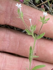 Allophyllum integrifolium