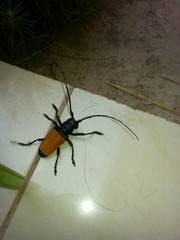 Diastocera trifasciata