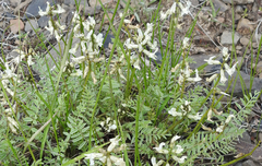 Astragalus reventiformis