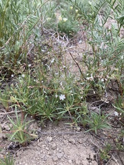 Eriogonum spergulinum