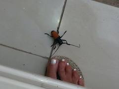 Diastocera trifasciata