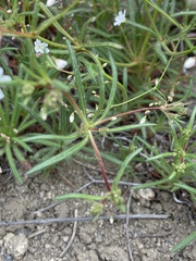 Eriogonum spergulinum