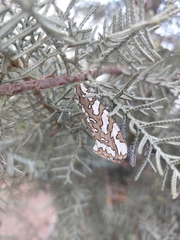 Arachnis dilecta