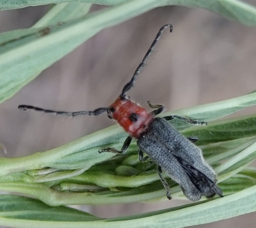 Phaea canescens