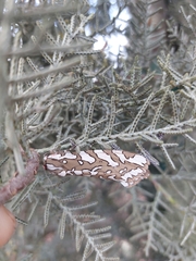 Arachnis dilecta