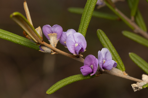 Hovea densivellosa