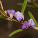 Hovea densivellosa - Photo (c) Liana, algunos derechos reservados (CC BY-NC), subido por Liana