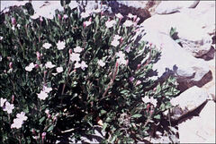 Epilobium gunnianum