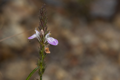 Rostellularia adscendens