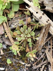 Claytonia rubra rubra