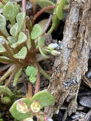 Claytonia rubra rubra