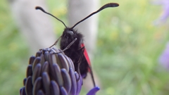 Zygaena purpuralis