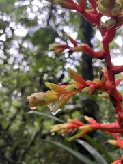 Guzmania scherzeriana