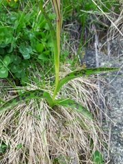 Dactylorhiza lapponica