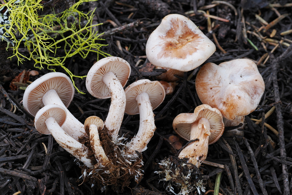 Clitocybe albirhiza