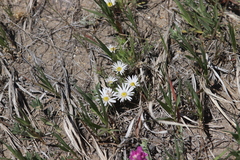 Townsendia grandiflora