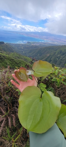 Smilax melastomifolia observed 2022-06-17